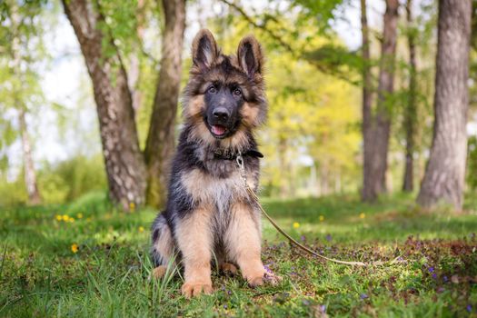 Curious little puppy sitting on the grass