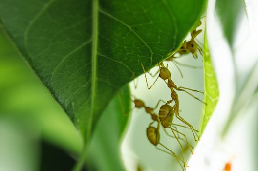 Red ants build home in teamwork power concept