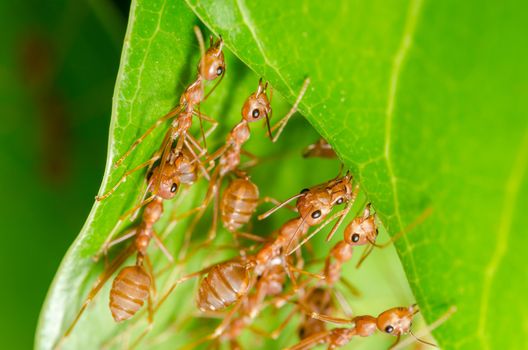 Red ants build home in teamwork power concept