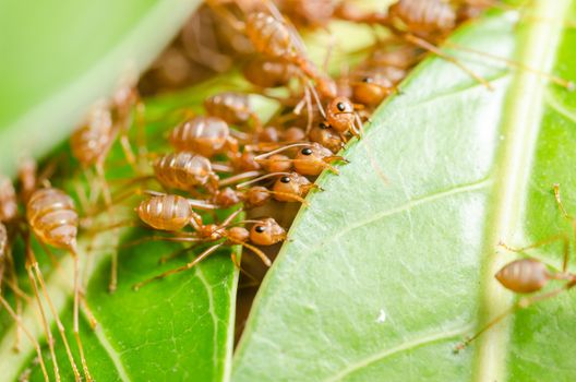 Red ants build home in teamwork power concept