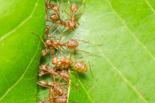 Red ants build home in teamwork power concept