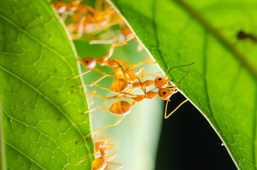 Red ants build home in teamwork power concept