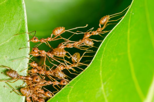 Red ants build home in teamwork power concept