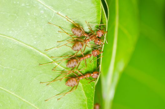 Red ants build home in teamwork power concept