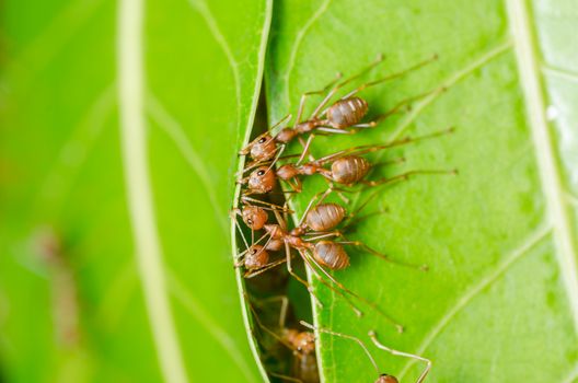 Red ants build home in teamwork power concept