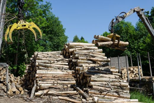 Crane claw moving and big stack of logs near truck trailer. Forestry works near forest and blue sky.