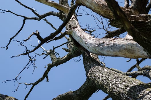 dry old diseased tree branches on blue sky background