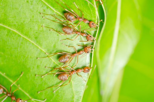 Red ants build home in teamwork power concept