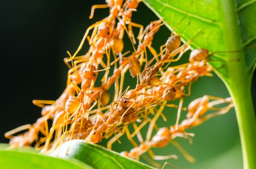 Red ants build home in teamwork power concept