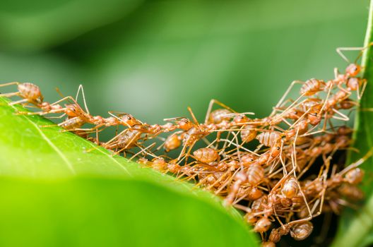 Red ants build home in teamwork power concept