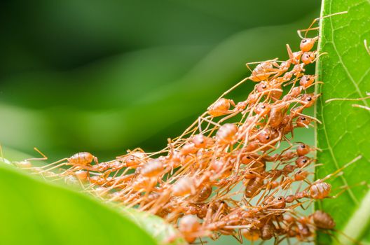 Red ants build home in teamwork power concept