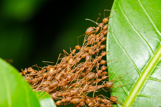 Red ants build home in teamwork power concept