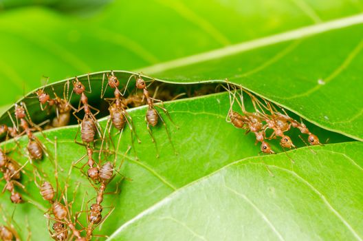 Red ants build home in teamwork power concept