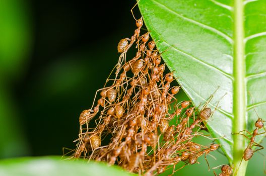 Red ants build home in teamwork power concept