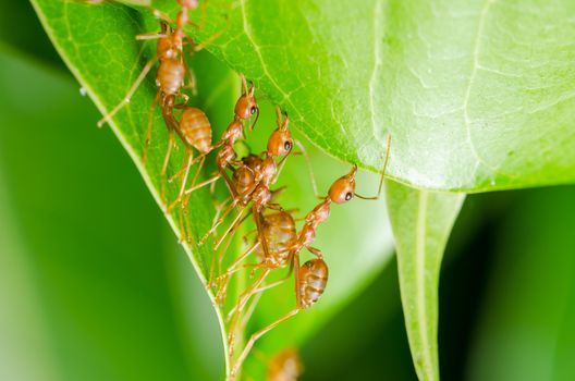 Red ants build home in teamwork power concept