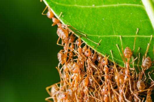 Red ants build home in teamwork power concept