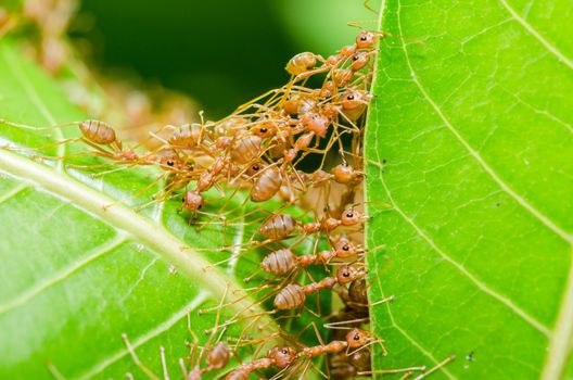 Red ants build home in teamwork power concept