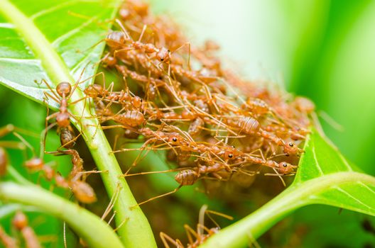 Red ants build home in teamwork power concept