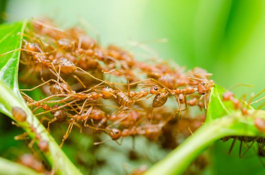 Red ants build home in teamwork power concept