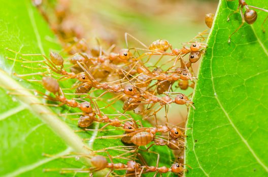 Red ants build home in teamwork power concept