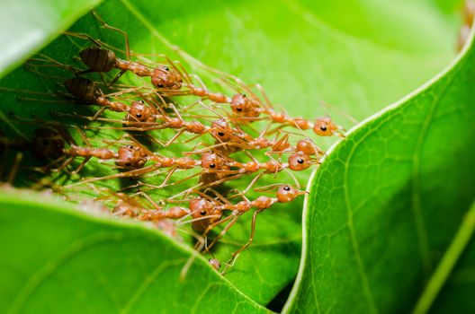 Red ants build home in teamwork power concept