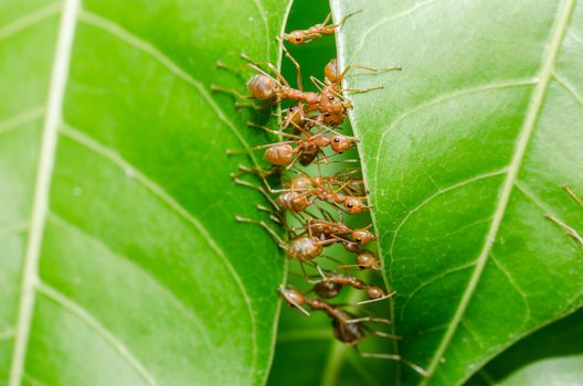 Red ants build home in teamwork power concept