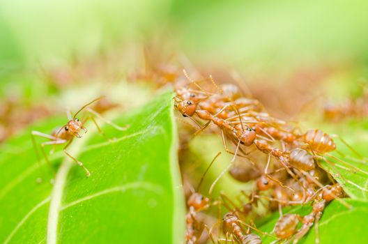 Red ants build home in teamwork power concept