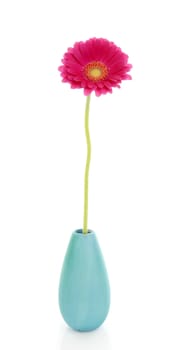 One Gerber flower in colorful vase over white background