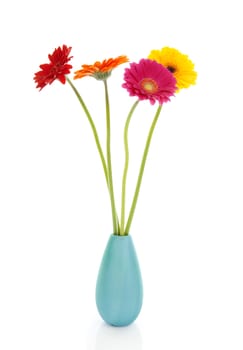 Four Gerber flowers in colorful vase over white background