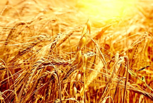 Wheat Field at the Summer Sunny Day