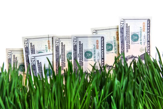 American currency on the Fresh Grass. Dollars growing concept