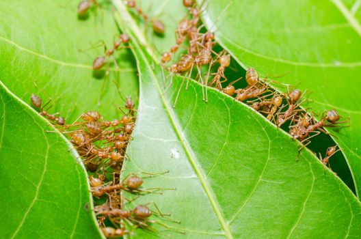 Red ants build home in teamwork power concept