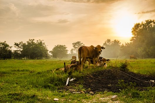 Cow on grass and meadow in the nature or in the farm agriculture