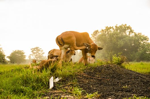 Cow on grass and meadow in the nature or in the farm agriculture