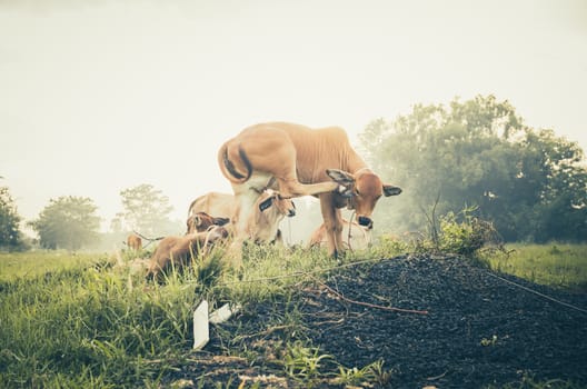 Cow on grass and meadow in the nature or in the farm agriculture vintage