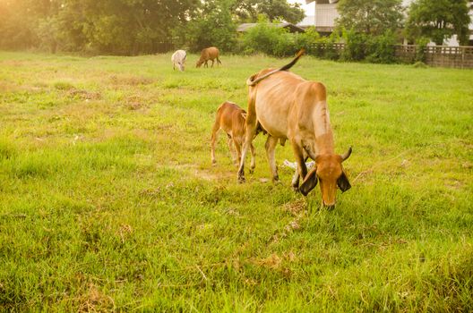 Cow on grass and meadow in the nature or in the farm agriculture