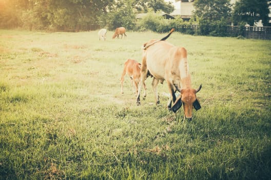 Cow on grass and meadow in the nature or in the farm agriculture vintage