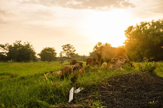 Cow on grass and meadow in the nature or in the farm agriculture