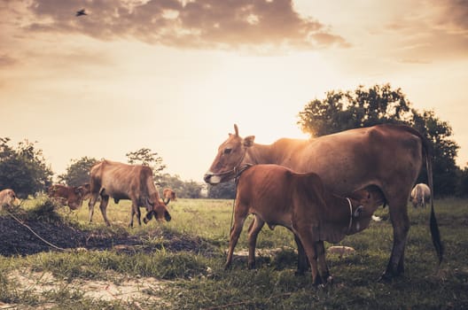 Cow on grass and meadow in the nature or in the farm agriculture vintage