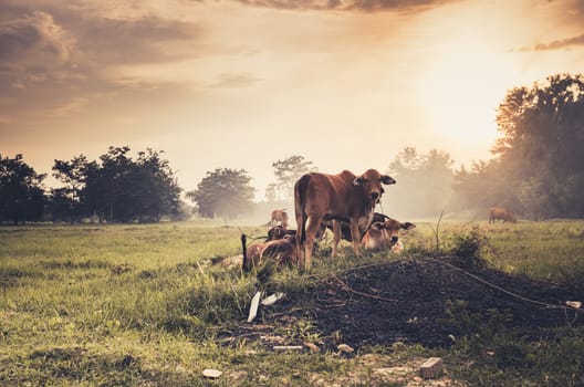 Cow on grass and meadow in the nature or in the farm agriculture vintage