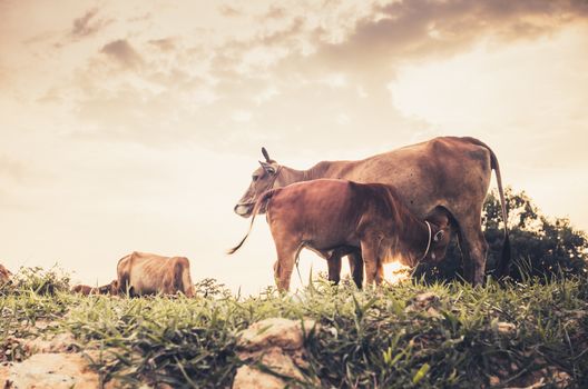 Cow on grass and meadow in the nature or in the farm agriculture vintage