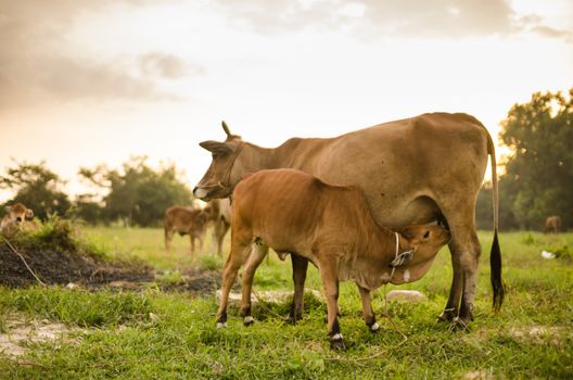 Cow on grass and meadow in the nature or in the farm agriculture