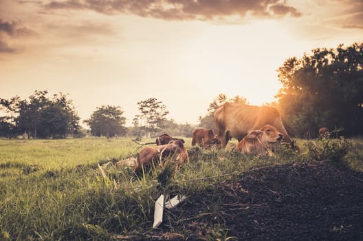 Cow on grass and meadow in the nature or in the farm agriculture vintage