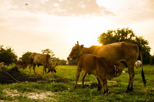 Cow on grass and meadow in the nature or in the farm agriculture