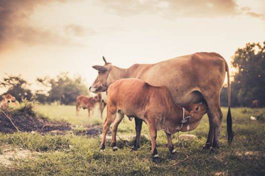 Cow on grass and meadow in the nature or in the farm agriculture vintage