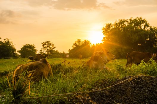 Cow on grass and meadow in the nature or in the farm agriculture