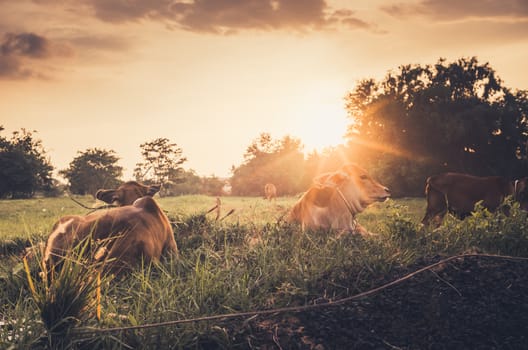 Cow on grass and meadow in the nature or in the farm agriculture vintage