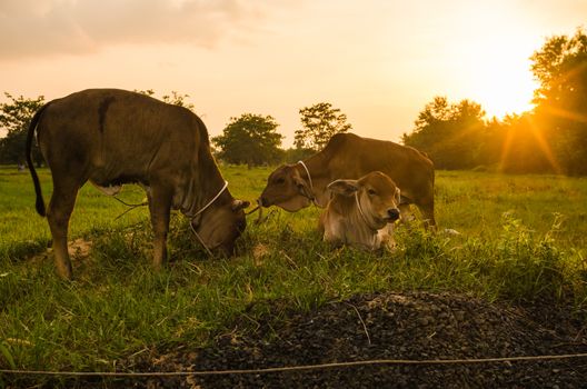 Cow on grass and meadow in the nature or in the farm agriculture