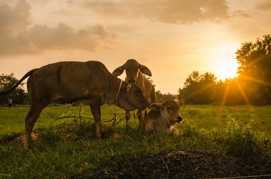 Cow on grass and meadow in the nature or in the farm agriculture