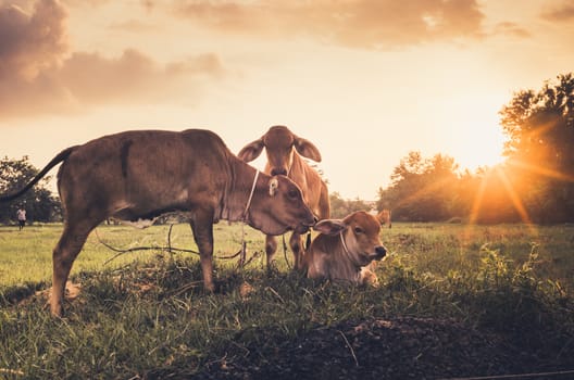 Cow on grass and meadow in the nature or in the farm agriculture vintage